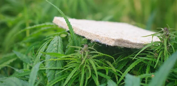 Матрас Mr.Mattress Arhimed Sativa L 80 х 190 см