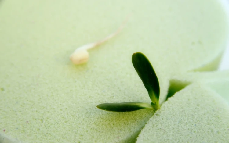 Подушка Mr.Mattress Wings S